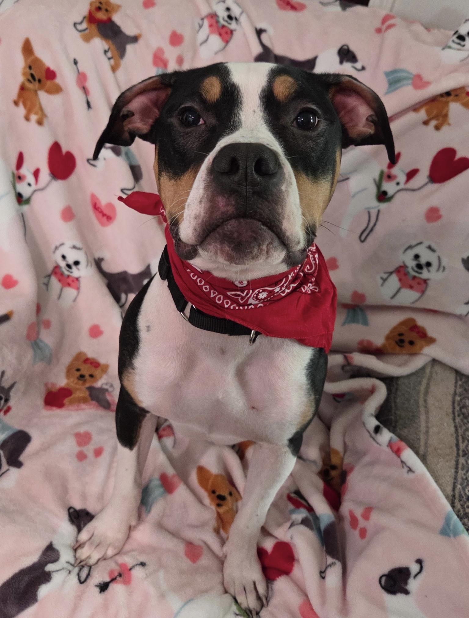 Enlarge Snoop Dog , a ADOPTABLE mixed breed in White Lake, MI image 2/5