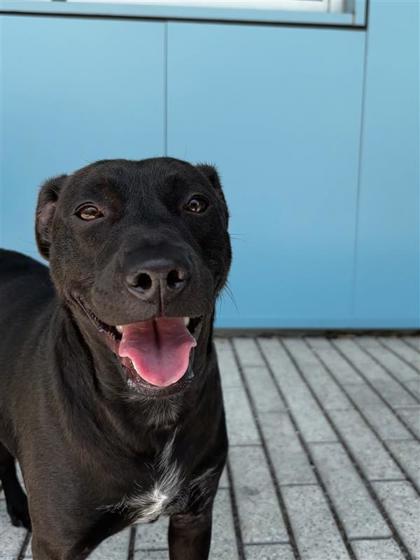 Enlarge Waldo, a Adoptable mixed breed in New Orleans, LA image 2/3