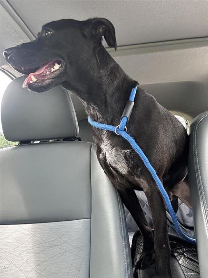 Waldo, Adoptable, Adult Male Labrador Retriever & Mixed Breed.