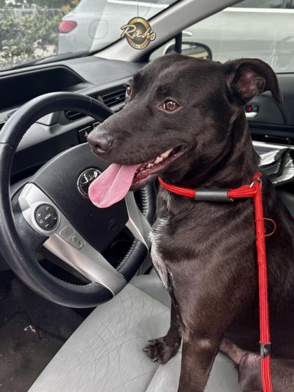 Enlarge Waldo, a Adoptable mixed breed in New Orleans, LA image 3/3