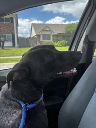 Enlarge Waldo, a Adoptable mixed breed in New Orleans, LA image 2/3