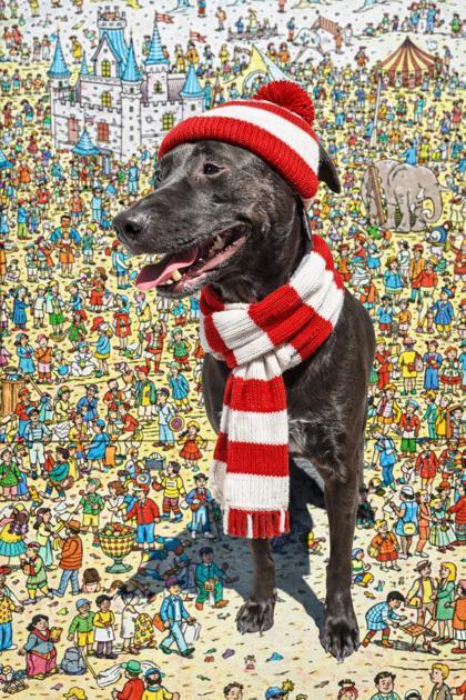 Enlarge Waldo, a Adoptable mixed breed in New Orleans, LA image 3/3