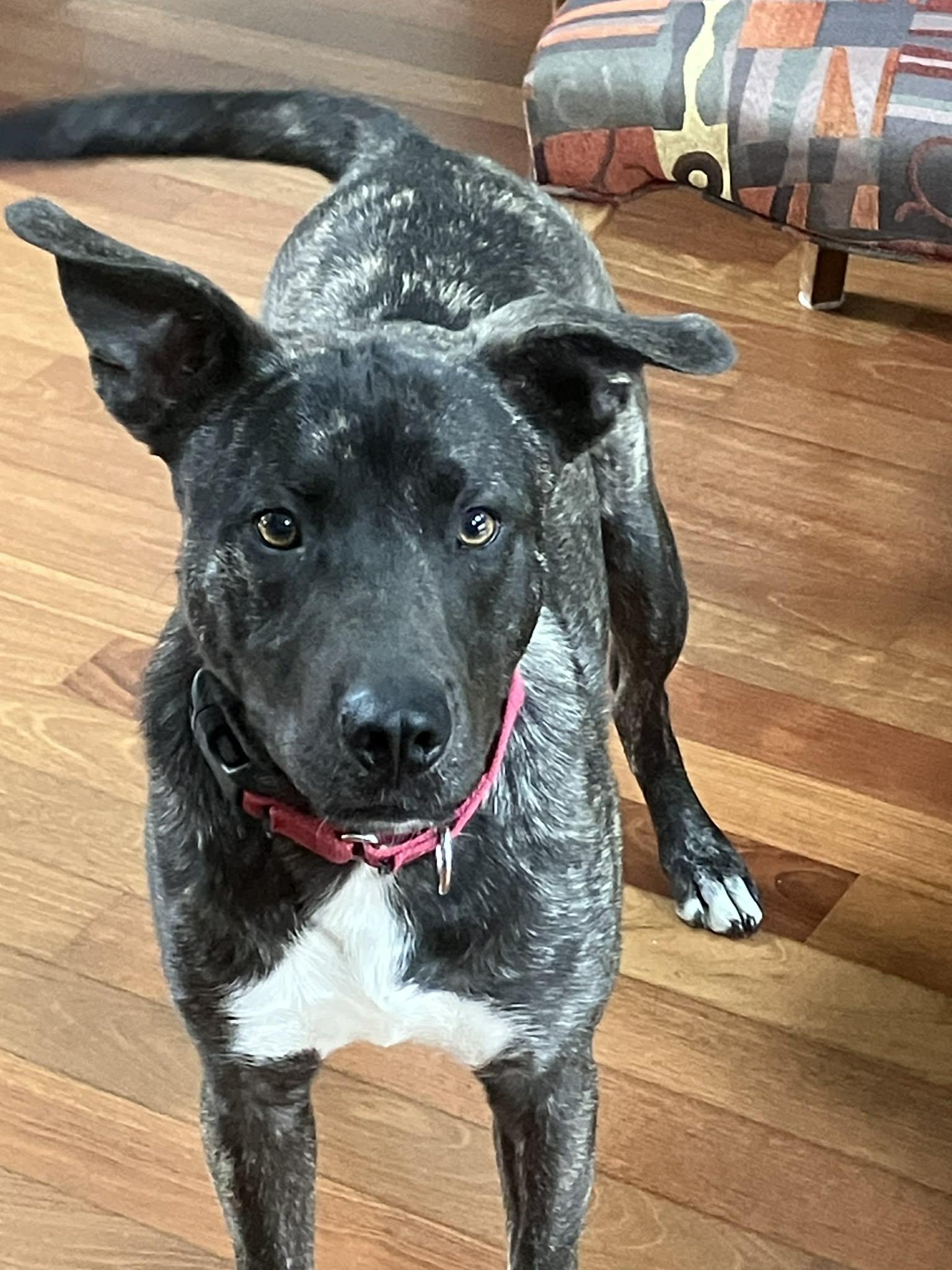 Enlarge Cole, a Adoptable mixed breed in Temple, TX image 1/6