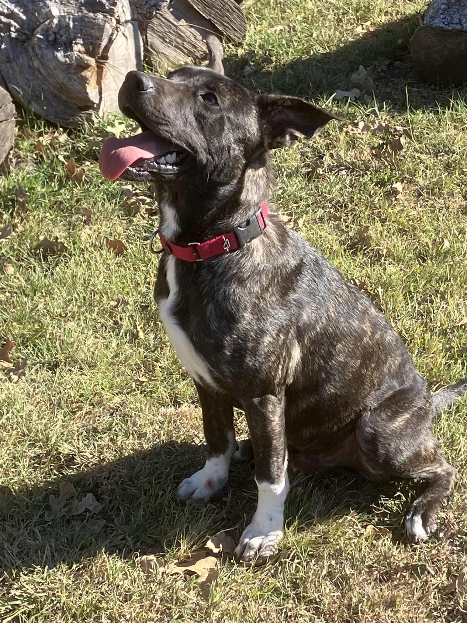 Enlarge Cole, a Adoptable mixed breed in Temple, TX image 2/6