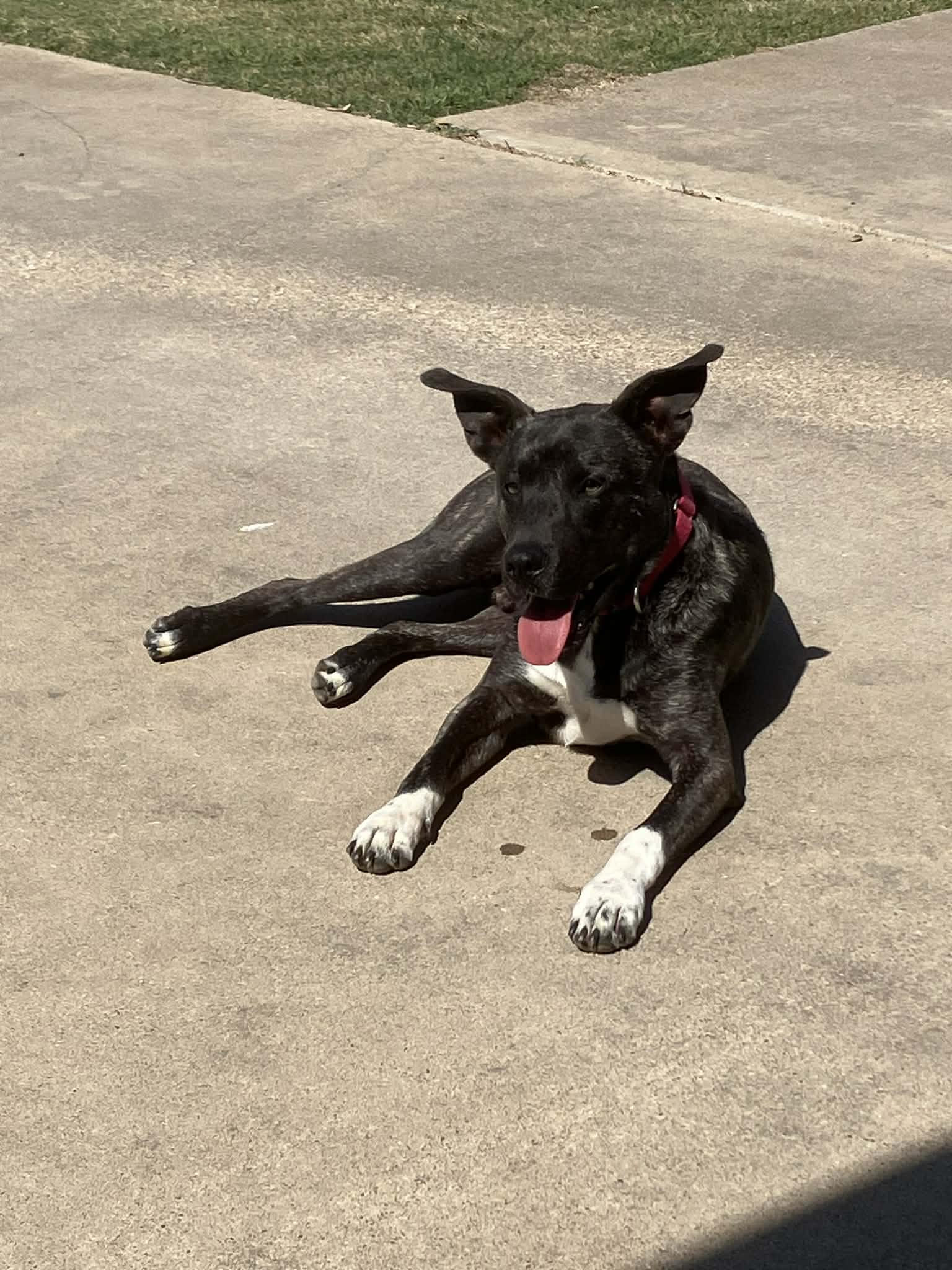 Enlarge Cole, a Adoptable mixed breed in Temple, TX image 4/6