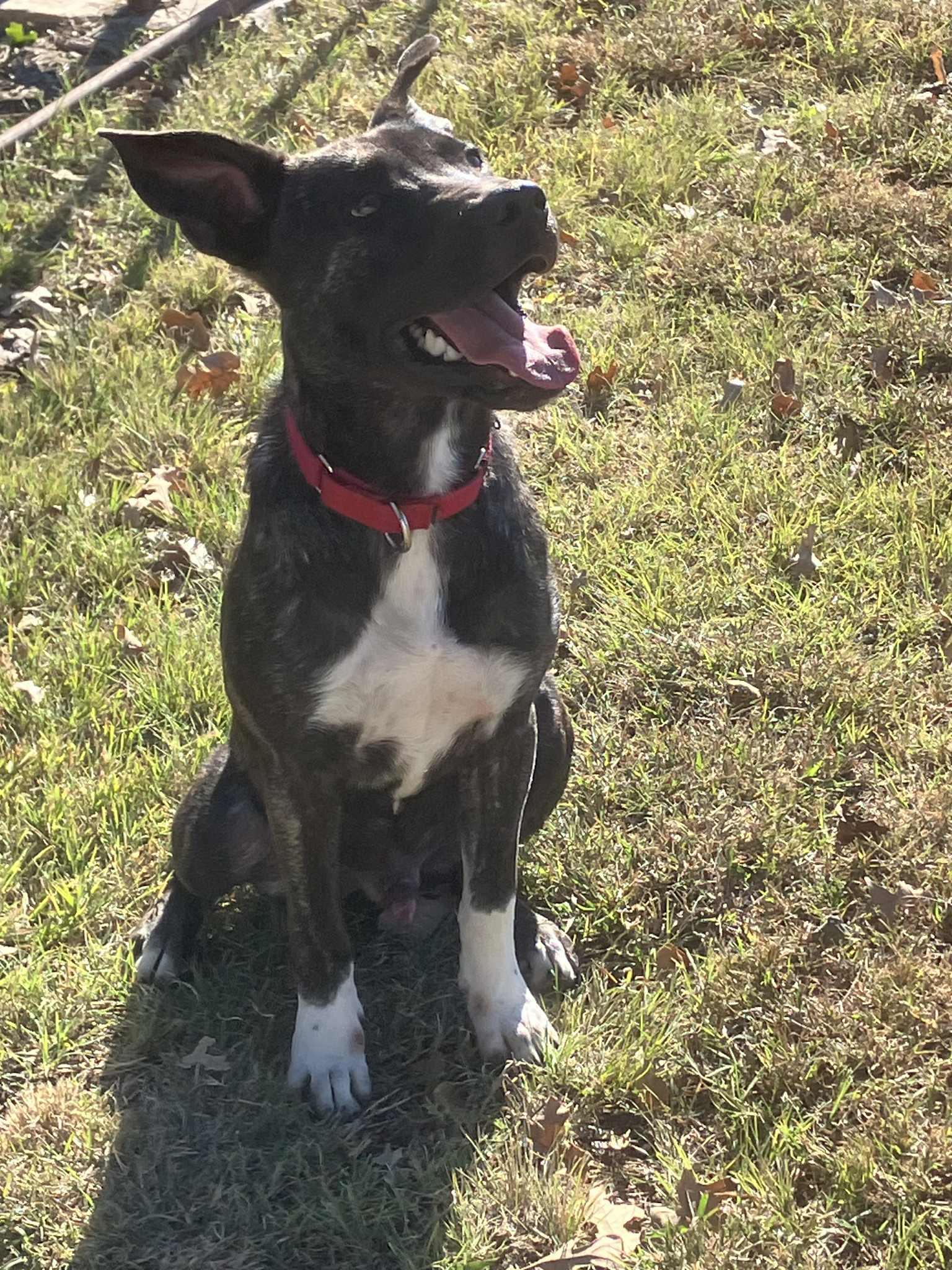 Enlarge Cole, a Adoptable mixed breed in Temple, TX image 3/6
