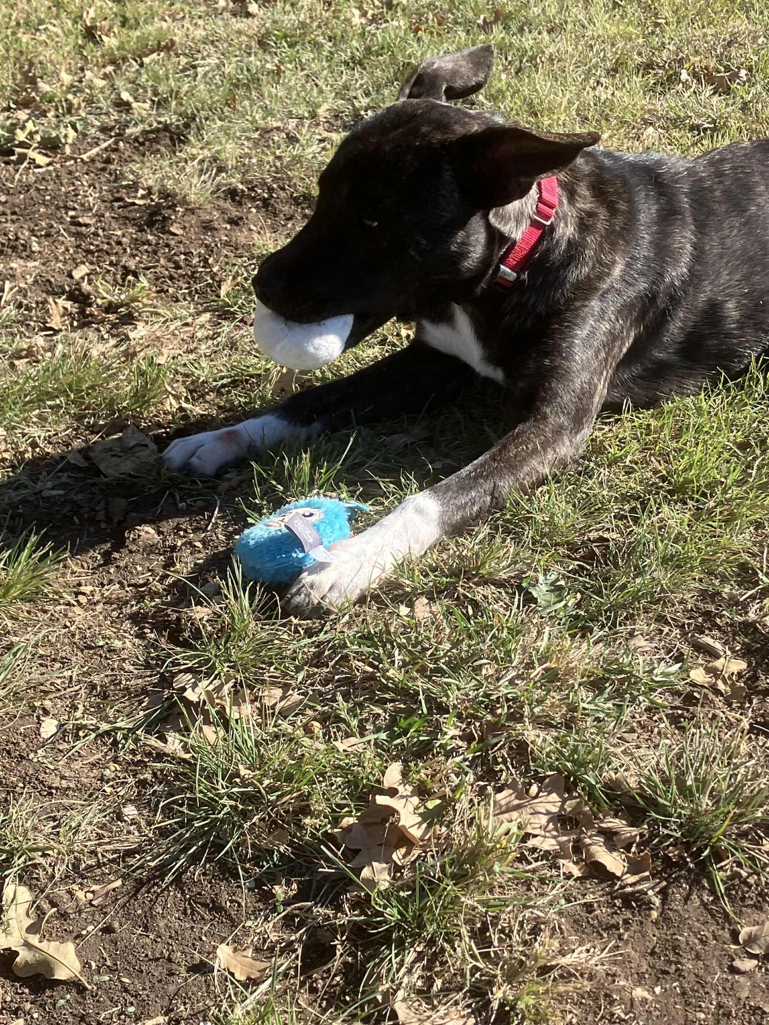 Enlarge Cole, a Adoptable mixed breed in Temple, TX image 4/6