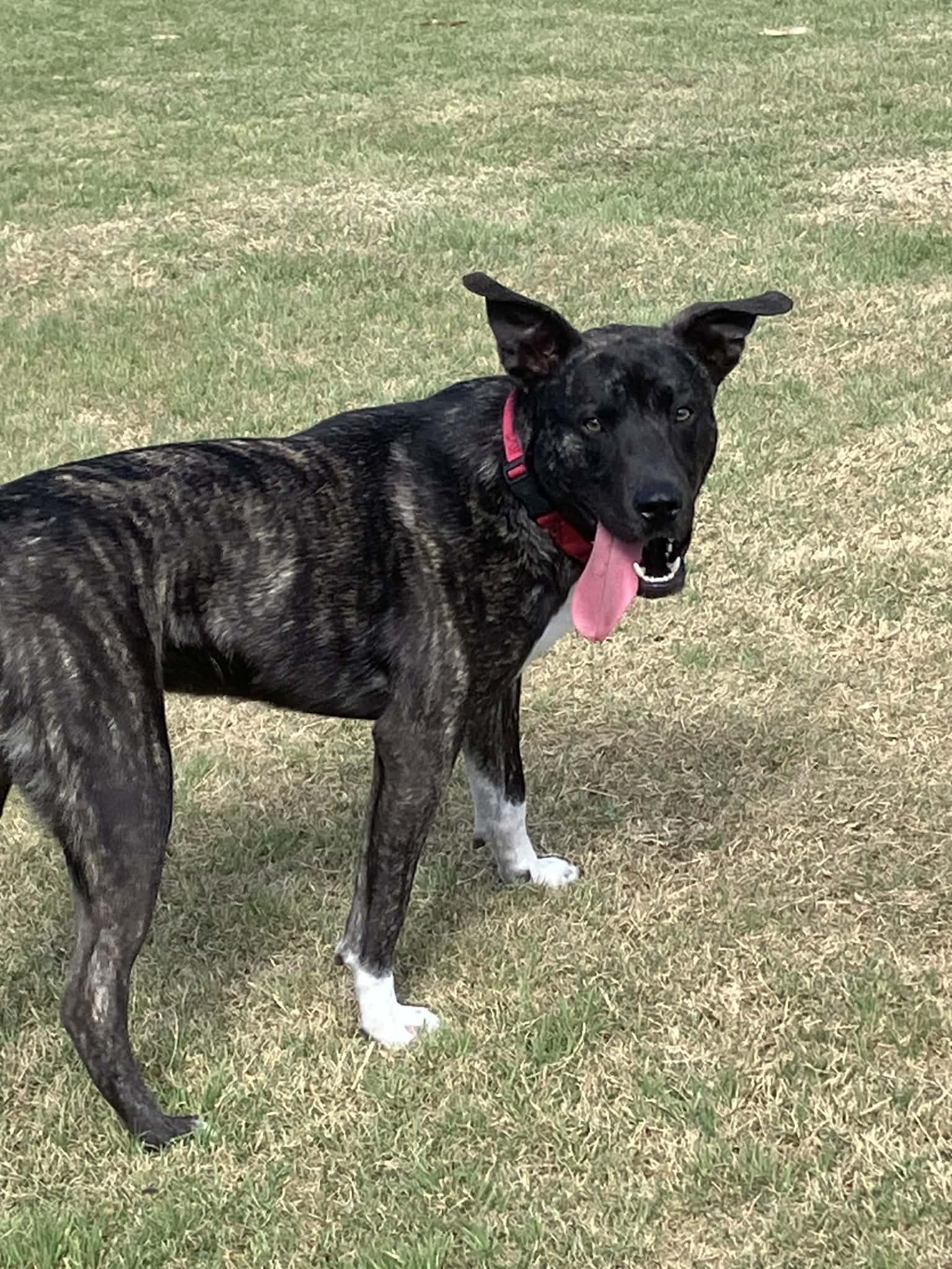 Enlarge Cole, a Adoptable mixed breed in Temple, TX image 5/6