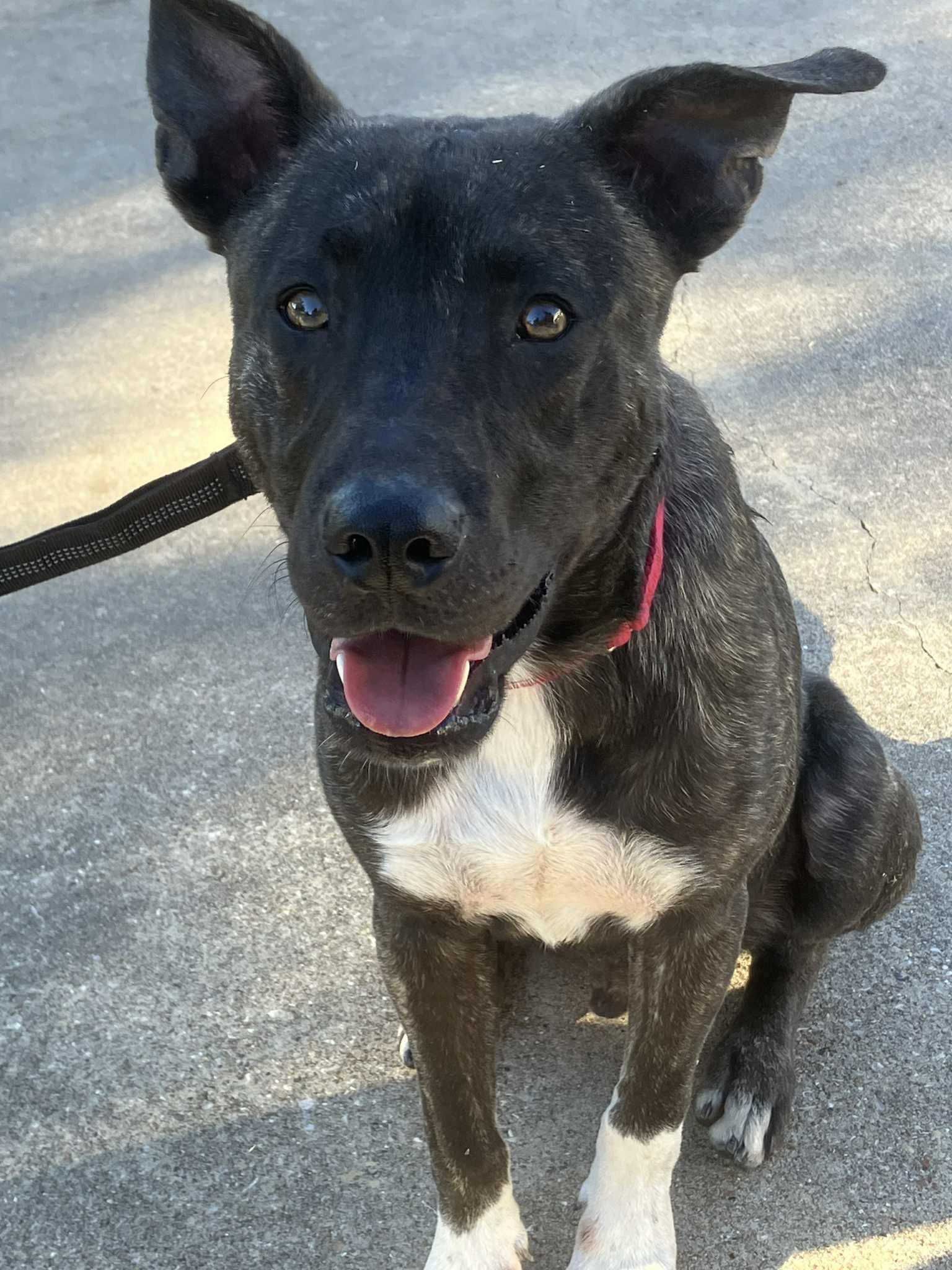 Cole, Adoptable, Young Male Labrador Retriever.