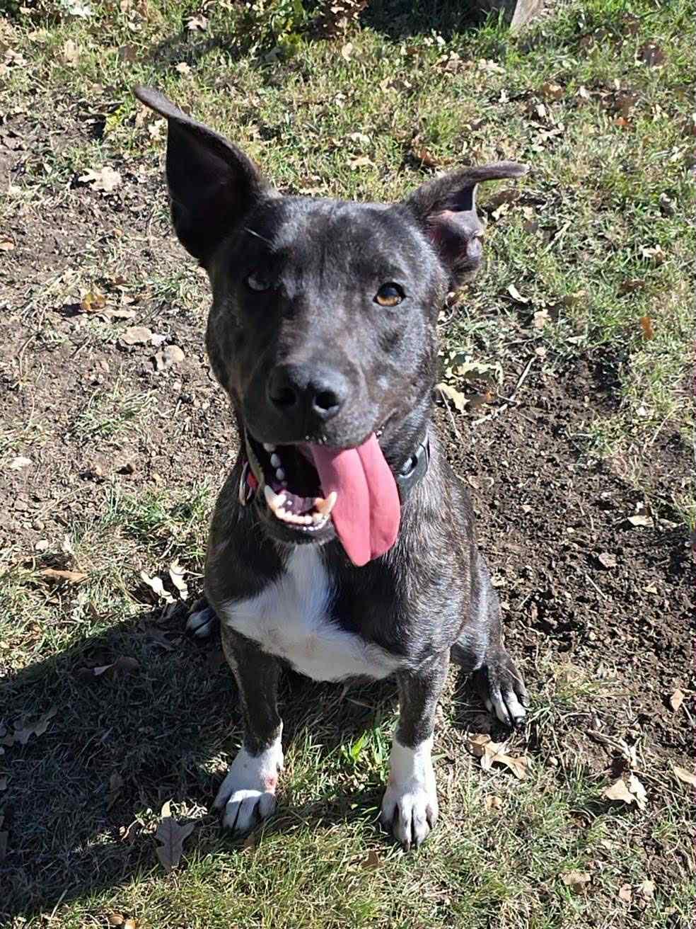 Enlarge Cole, a Adoptable mixed breed in Temple, TX image 5/6