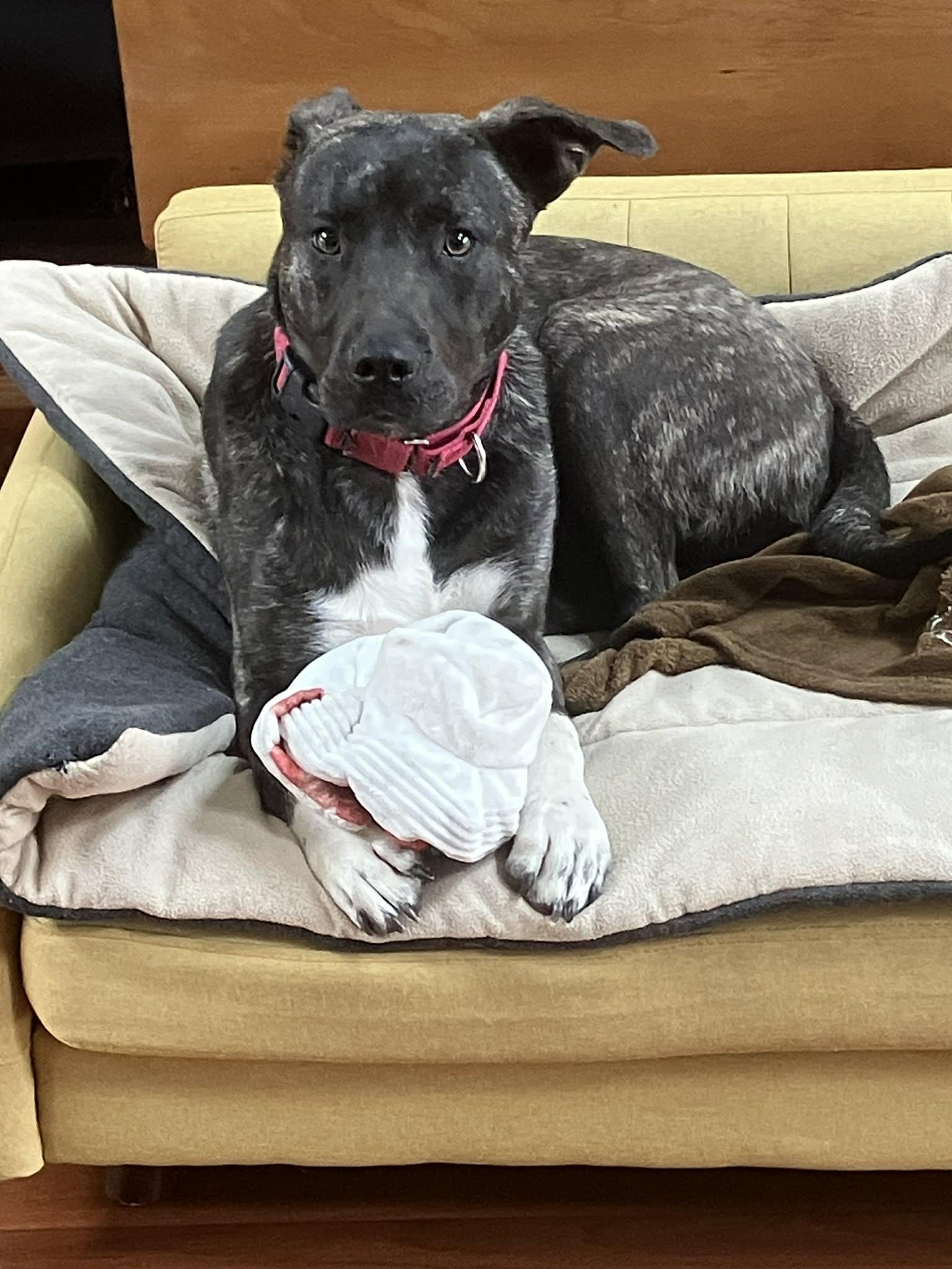 Enlarge Cole, a Adoptable mixed breed in Temple, TX image 6/6