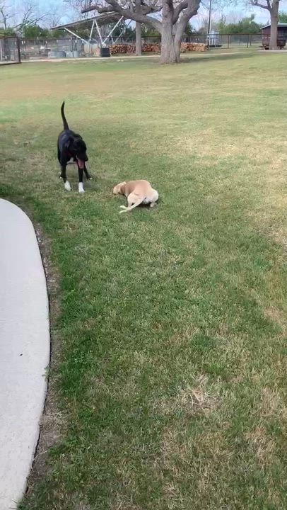 Enlarge Cole, a Adoptable mixed breed in Temple, TX video 3/6