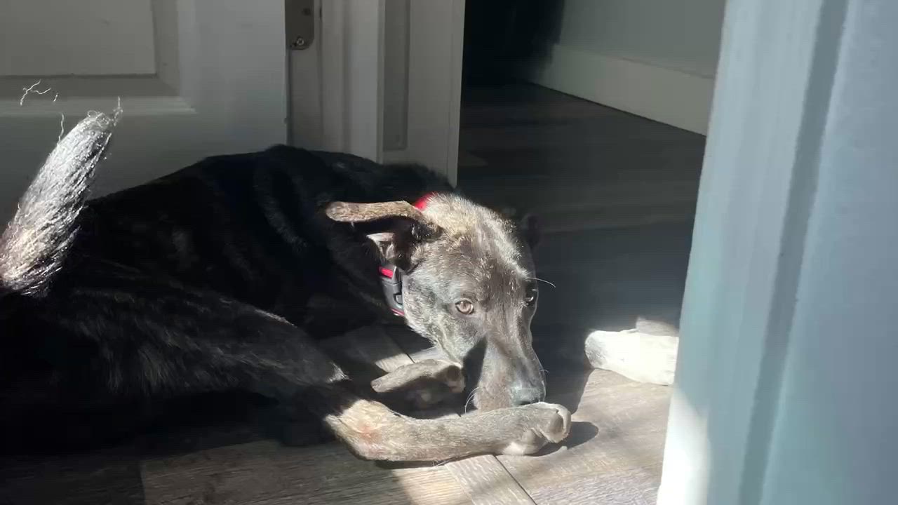 Enlarge Cole, a Adoptable mixed breed in Temple, TX video 6/6