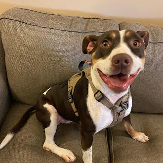Scout, Adoptable, Adult Female Pit Bull Terrier.