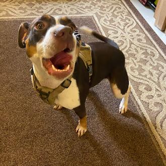 Scout, a Adoptable Pit Bull Terrier in Germantown, TN image 2/2