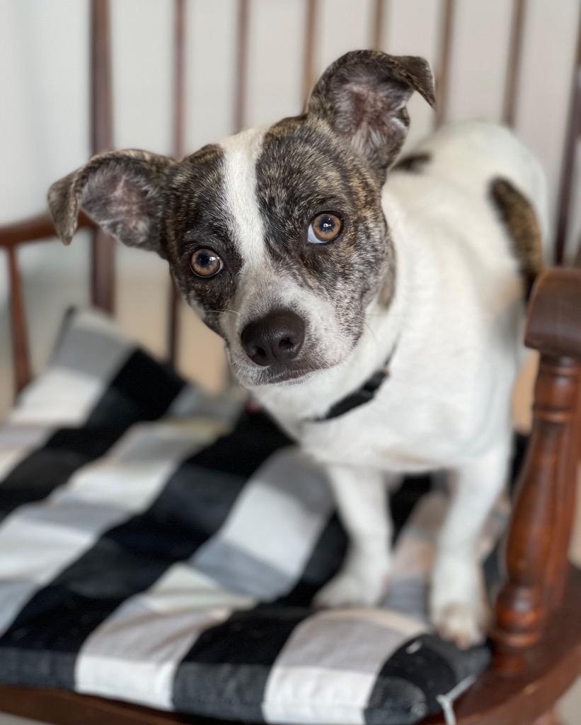 Enlarge Summit, a Adoptable mixed breed in Dalton, GA image 1/6