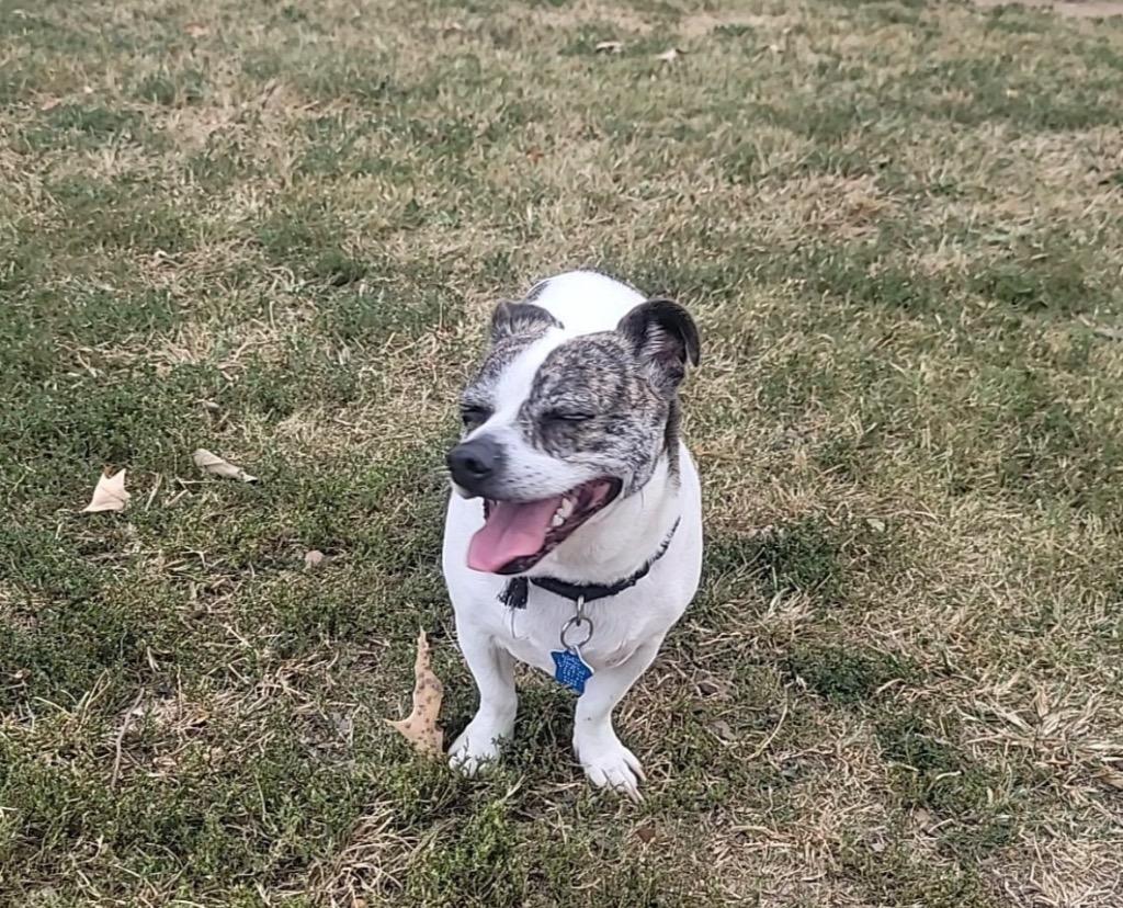 Summit, Adoptable, Adult Male Jack Russell Terrier & Boston Terrier.