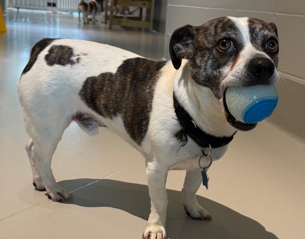 Enlarge Summit, a Adoptable mixed breed in Dalton, GA image 2/6