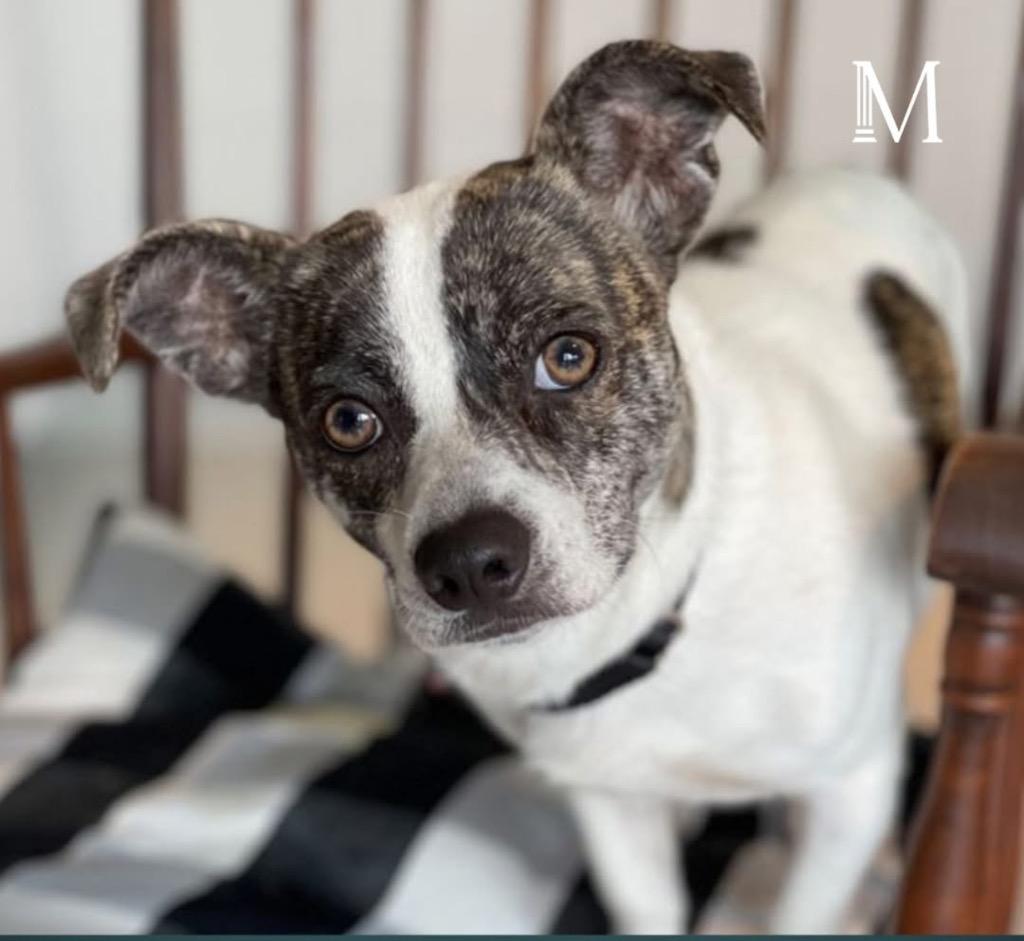 Summit, a Adoptable mixed breed in Dalton, GA image 2/6