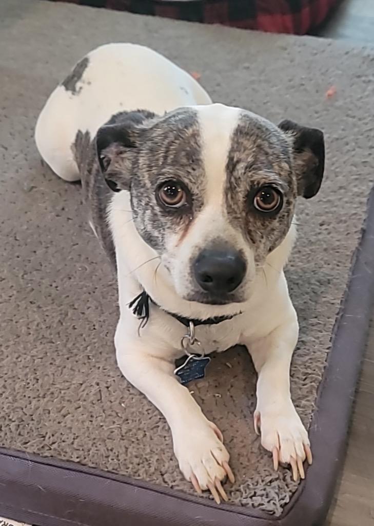 Enlarge Summit, a Adoptable mixed breed in Dalton, GA image 4/6