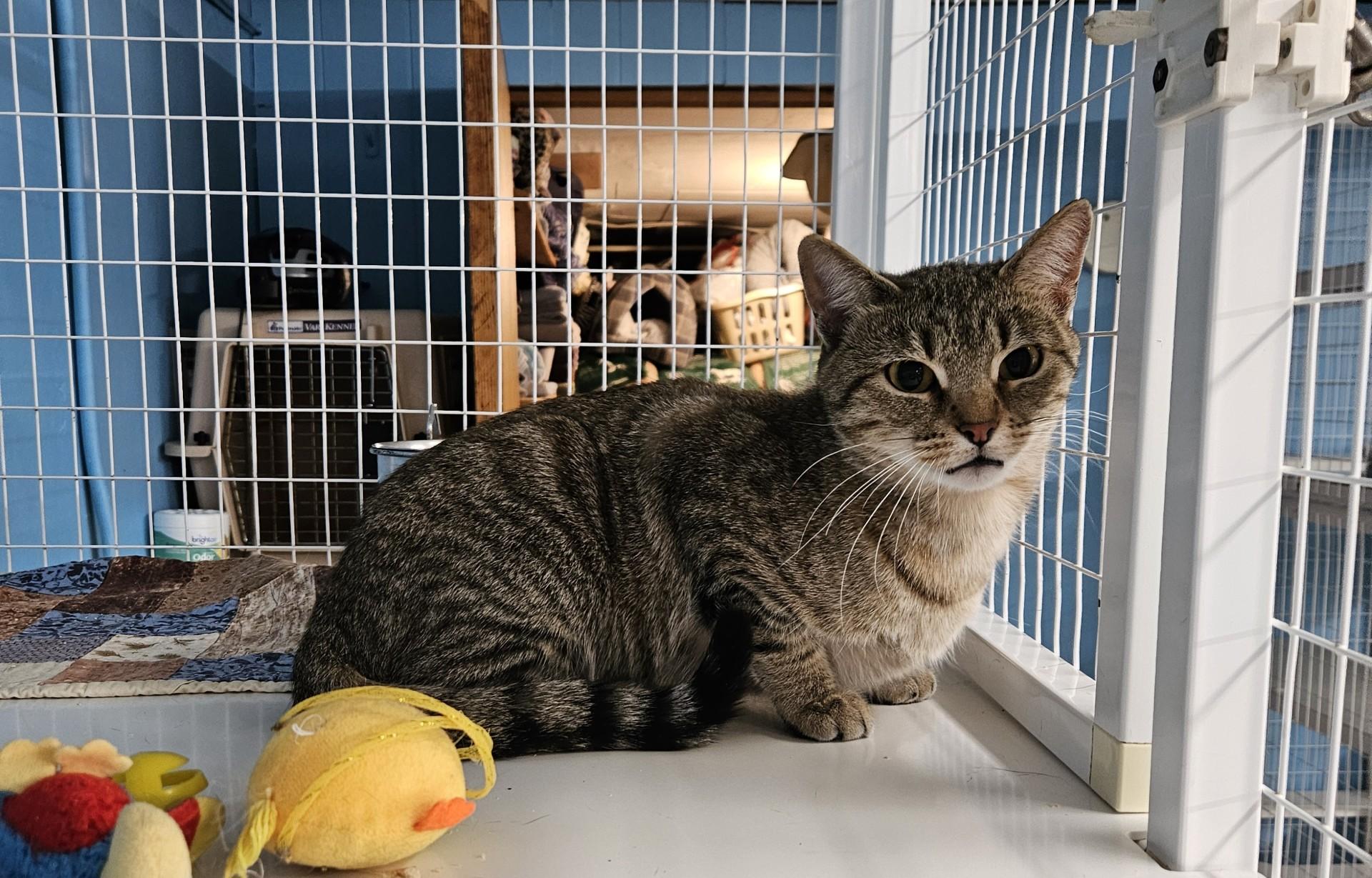 Electra, ADOPTABLE, Adult Female Domestic Short Hair.