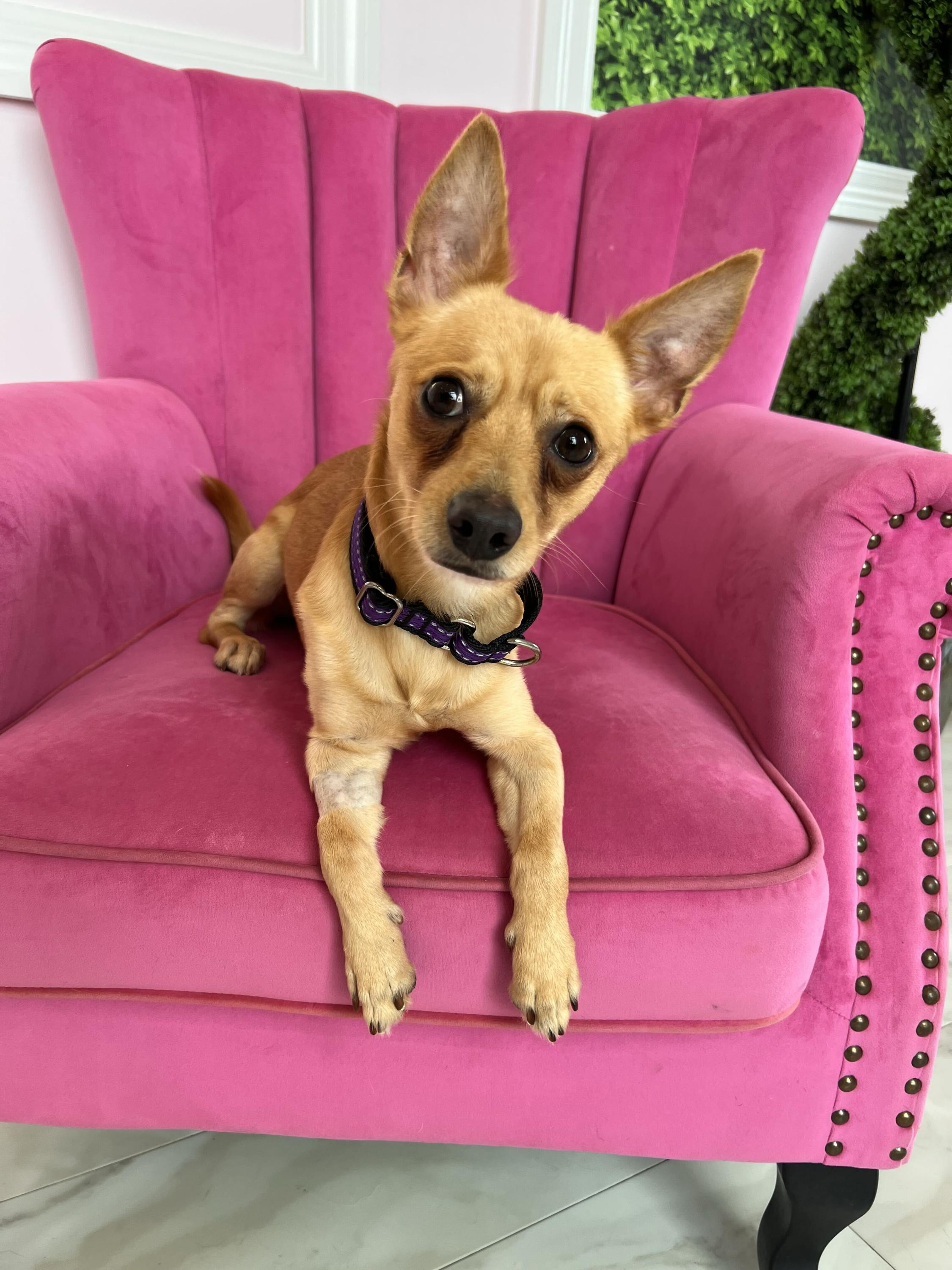 Enlarge Nick, a ADOPTABLE Chihuahua in O'Fallon, MO image 1/1