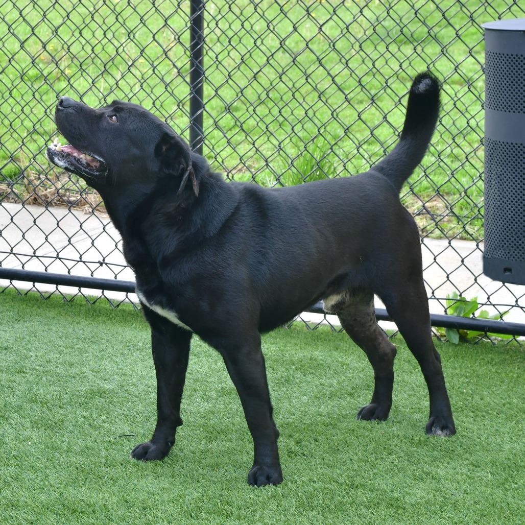 Enlarge Bronco, a Adoptable mixed breed in Ottawa, KS image 2/3