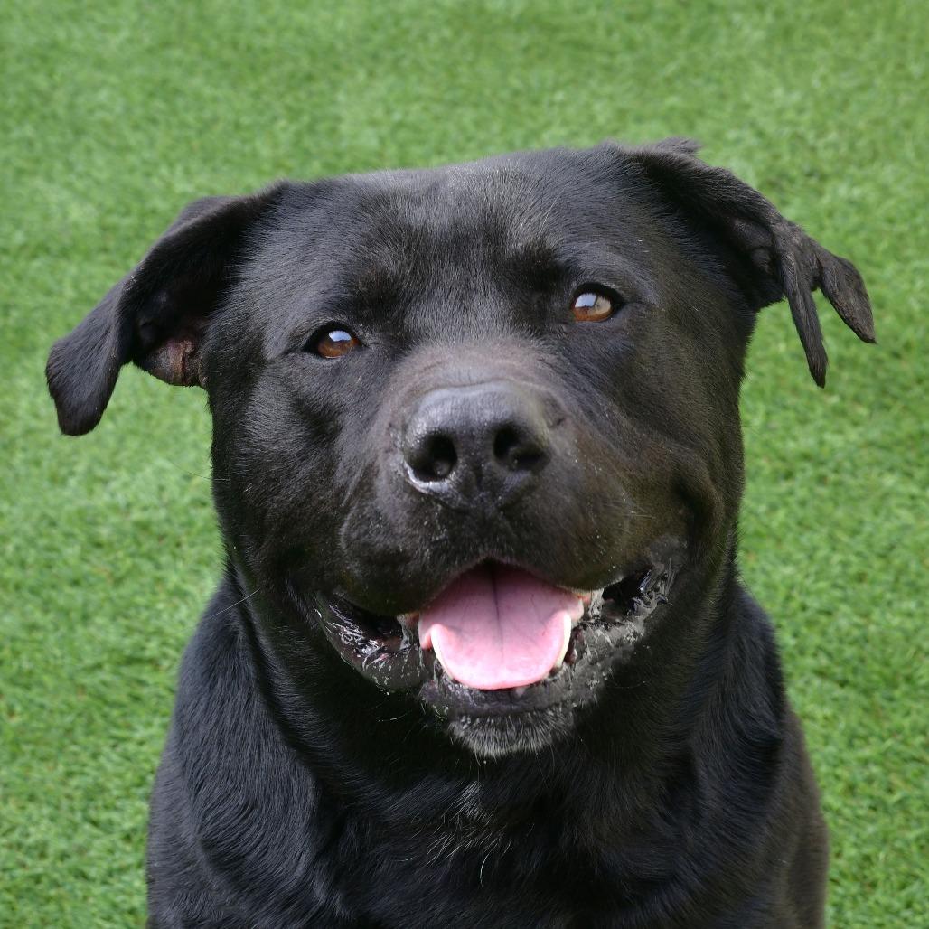 Enlarge Bronco, a Adoptable mixed breed in Ottawa, KS image 3/3