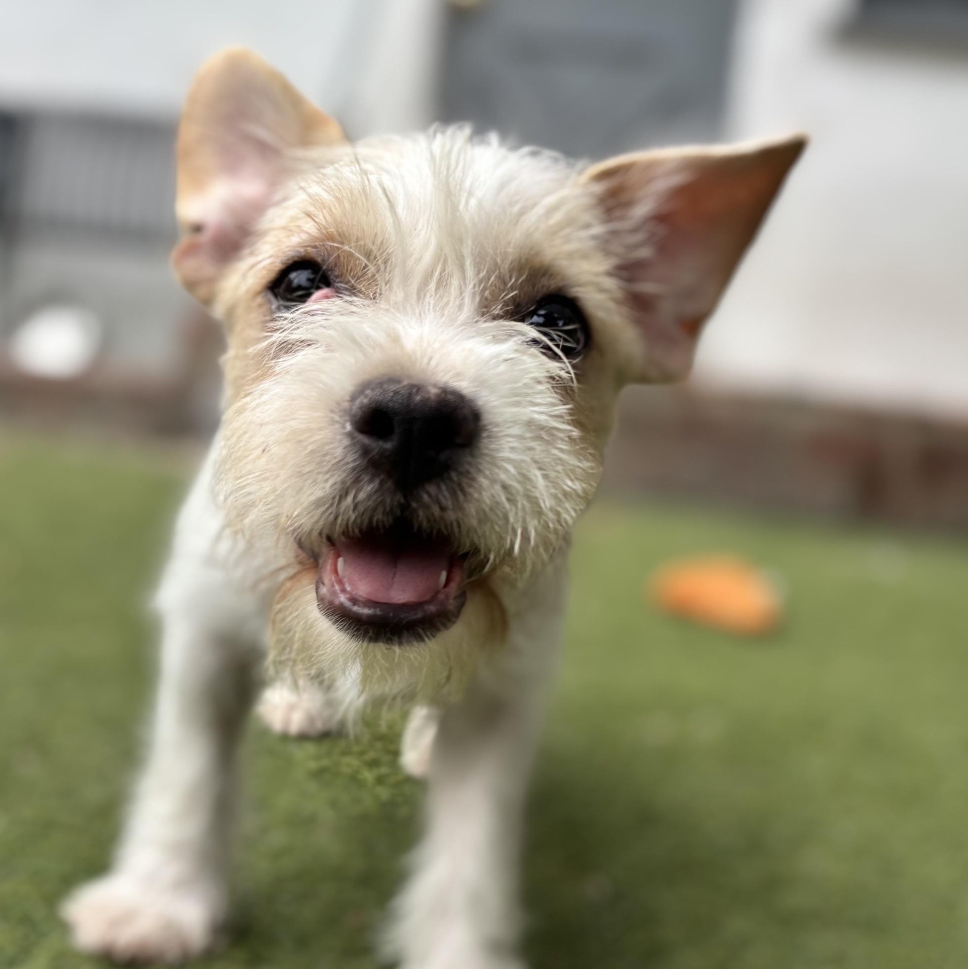 Meredith, Adopted, Puppy Female Spaniel & Terrier.