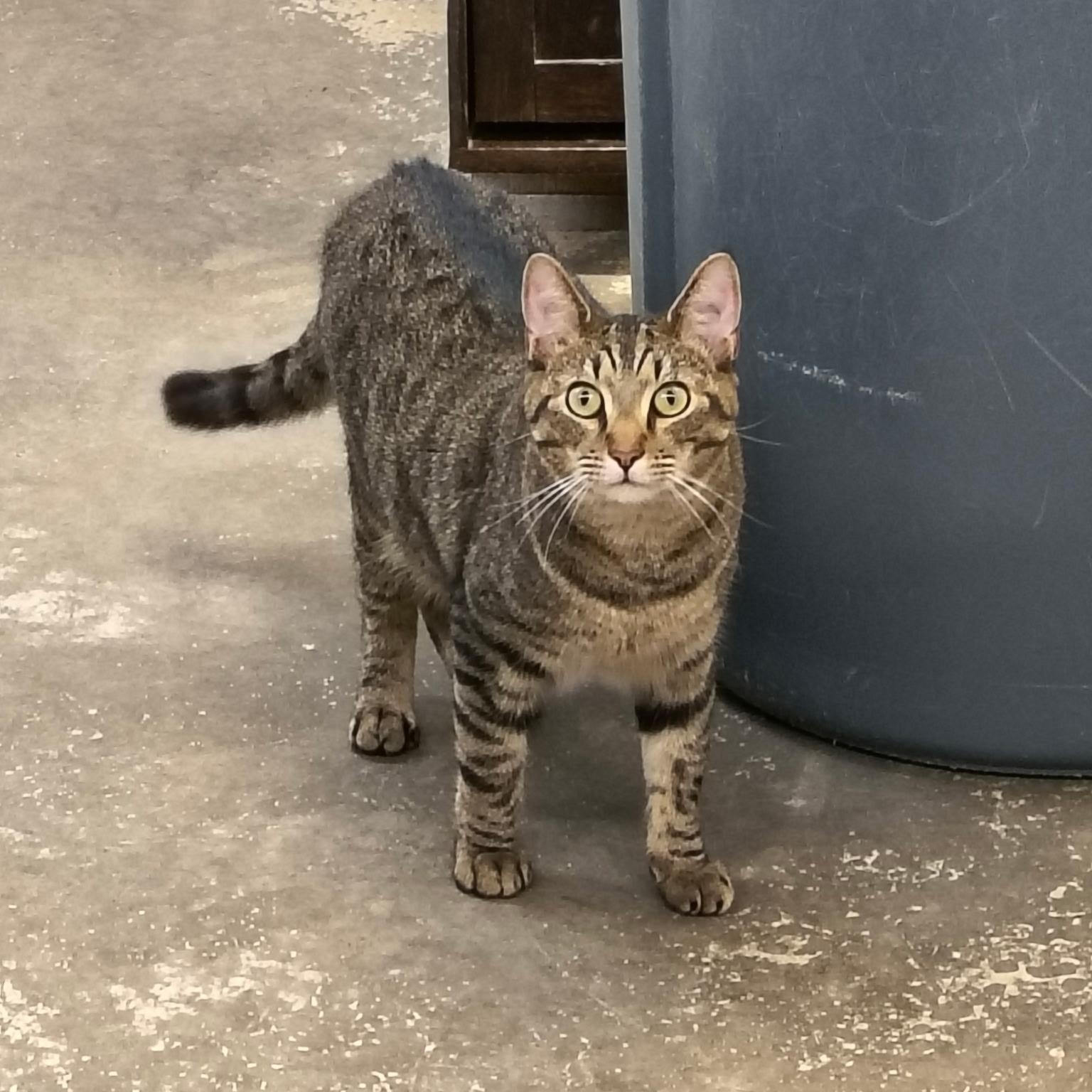Brogue, Adoptable, Young Male Domestic Short Hair.