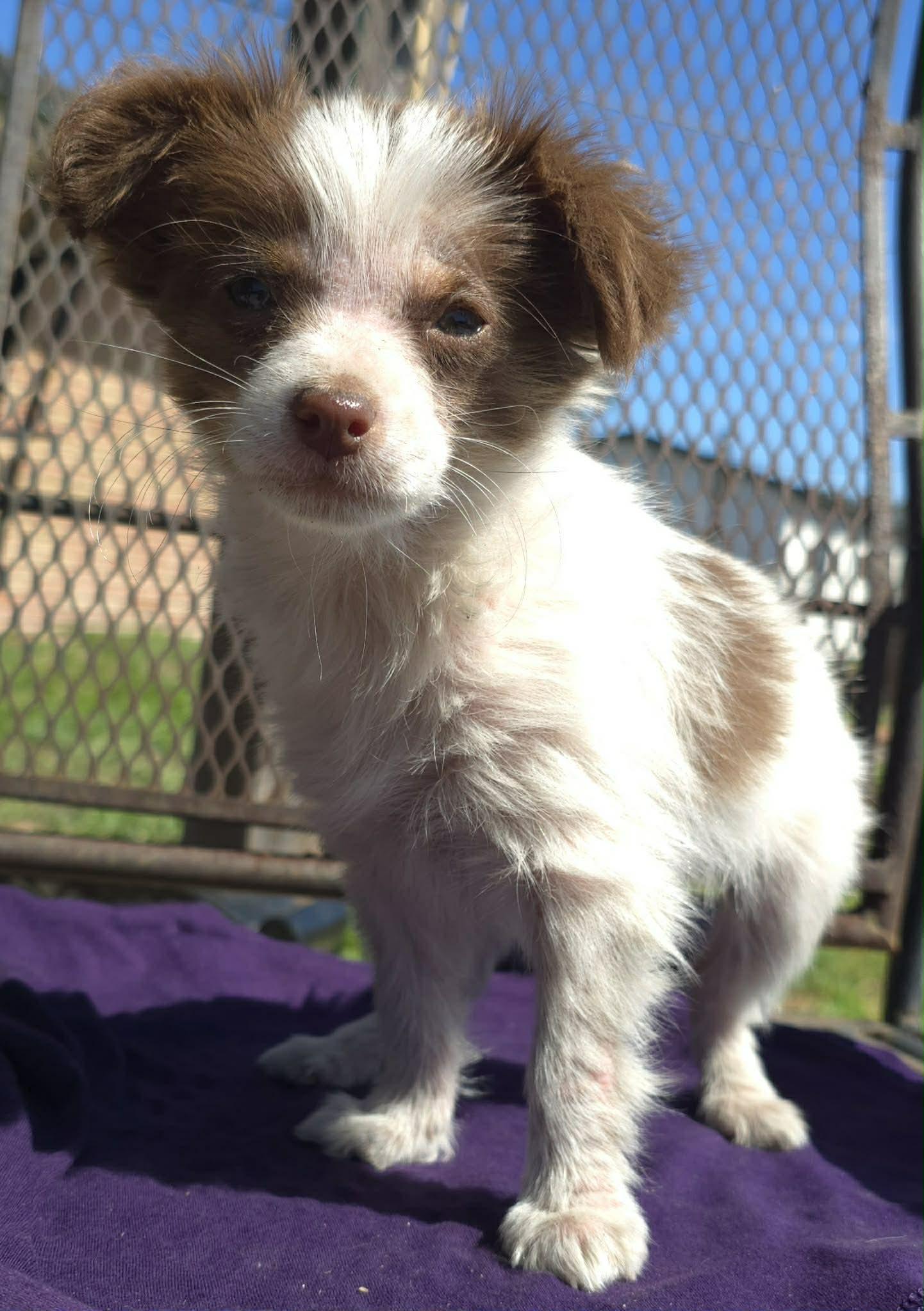 Archie, adopted, Puppy Male Chihuahua.