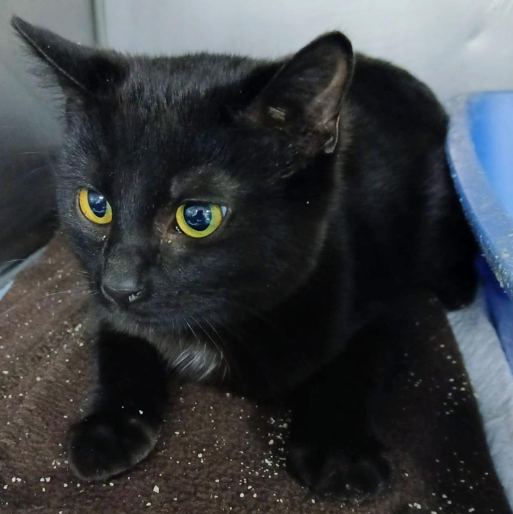 Curly, Adopted, Young Male Domestic Short Hair.