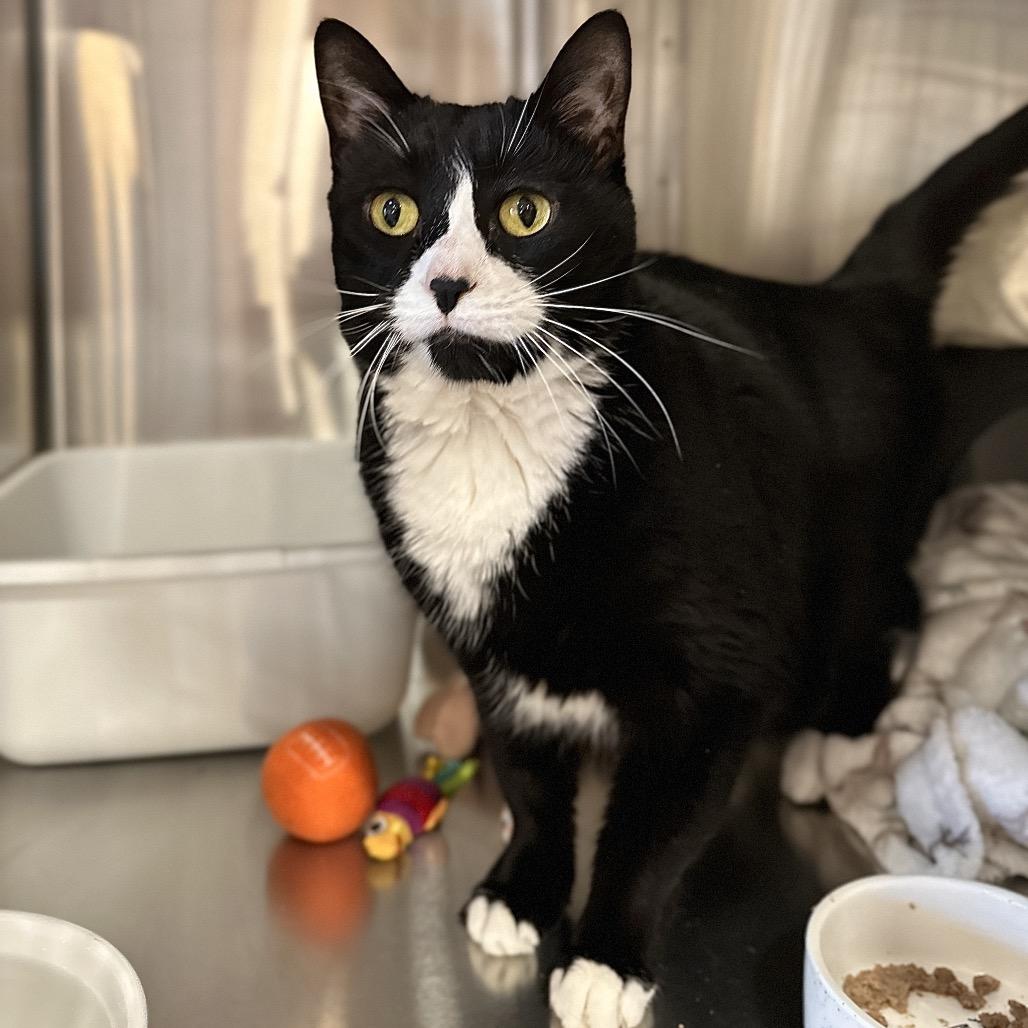 Enlarge Ruru, a Adoptable Domestic Short Hair in Spokane, WA image 1/5