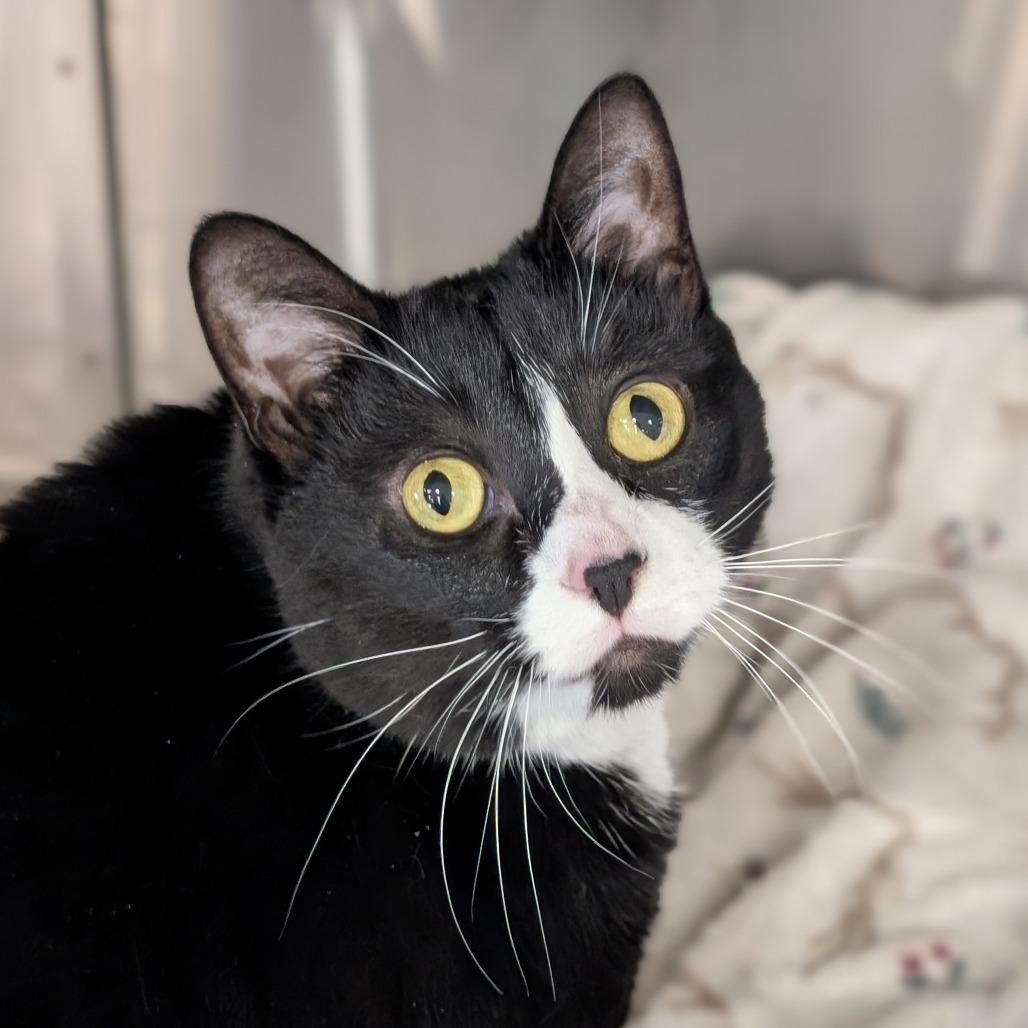 Enlarge Ruru, a Adoptable Domestic Short Hair in Spokane, WA image 2/5