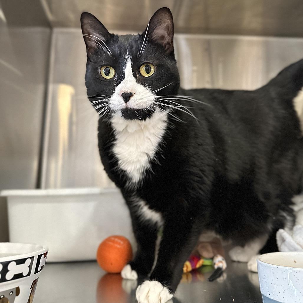 Enlarge Ruru, a Adoptable Domestic Short Hair in Spokane, WA image 3/5