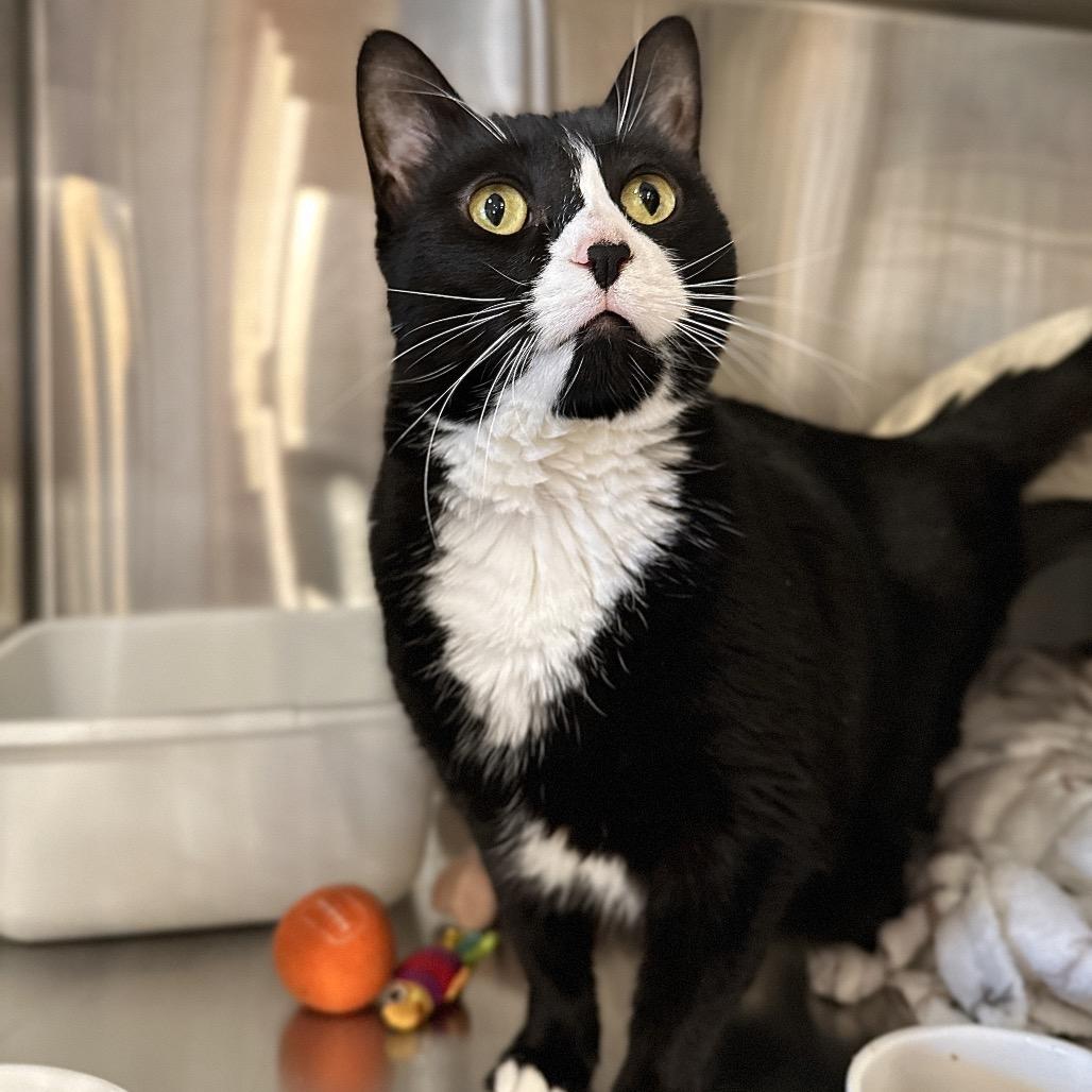 Enlarge Ruru, a Adoptable Domestic Short Hair in Spokane, WA image 4/5