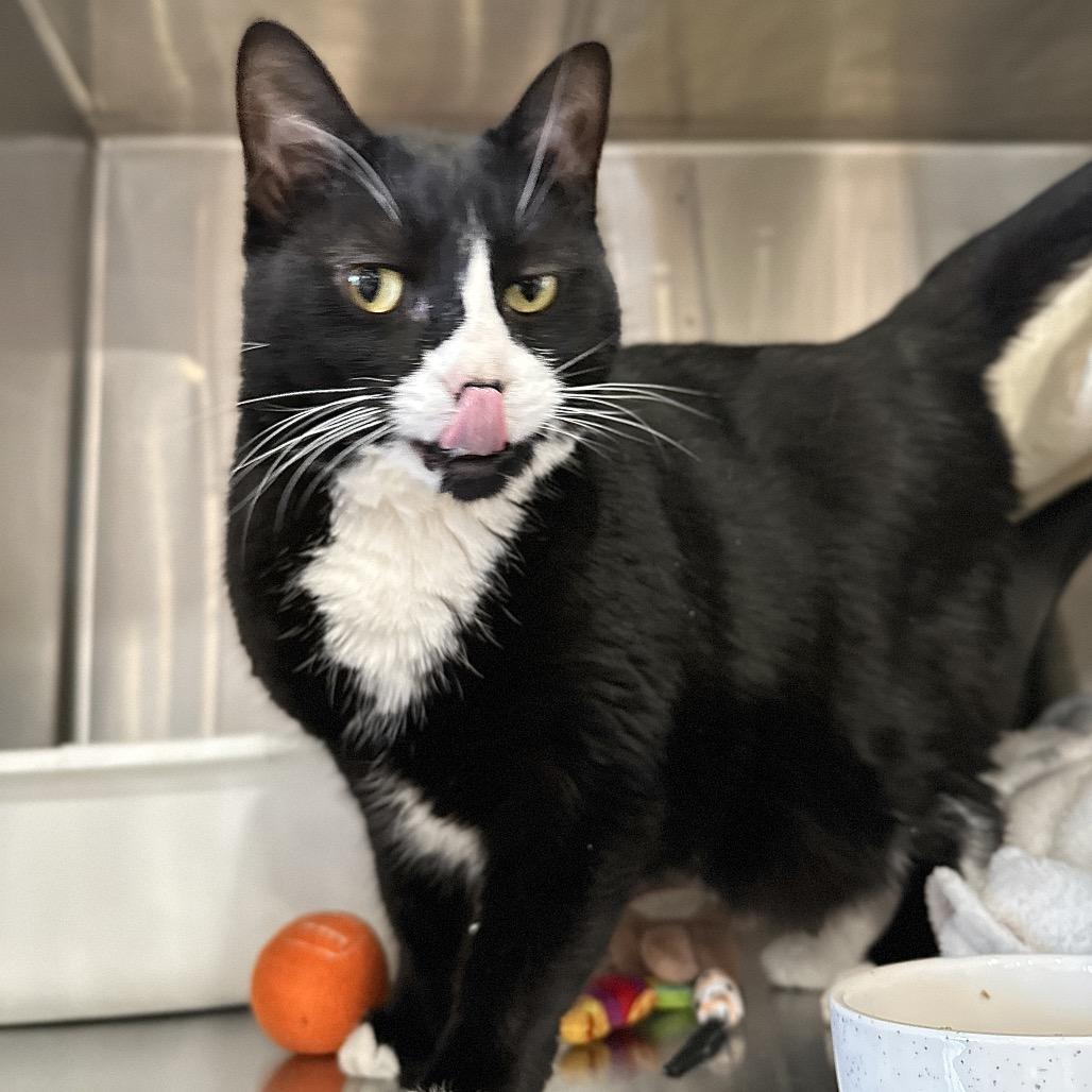 Enlarge Ruru, a Adoptable Domestic Short Hair in Spokane, WA image 5/5