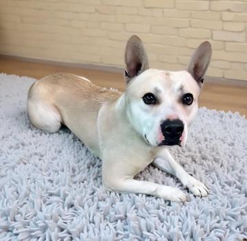 Enlarge PANCHO, a Adoptable Pit Bull Terrier in Baldwin Park, CA image 1/1