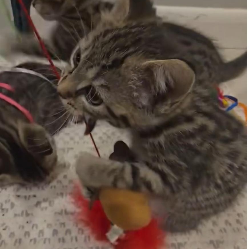 Sycamore thumbnail 2