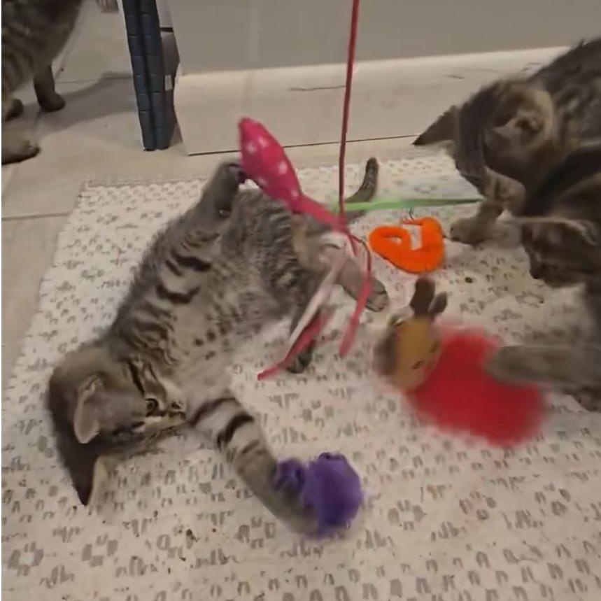 Sycamore thumbnail 3