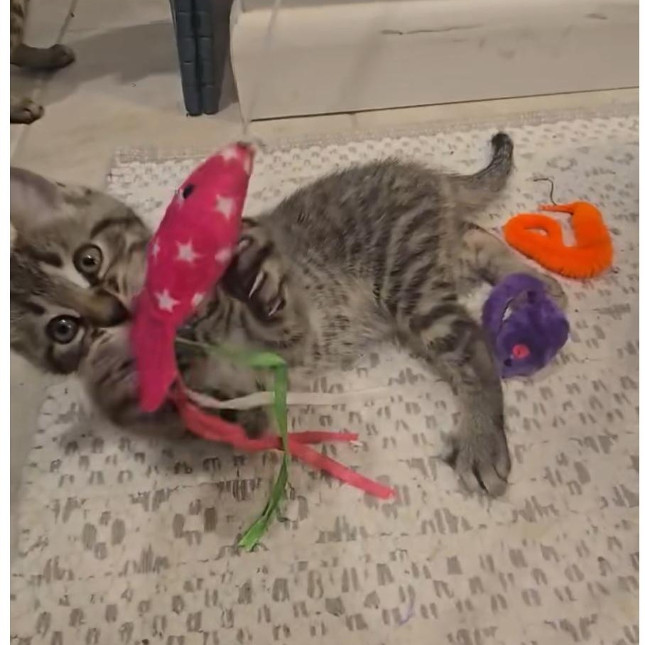 Sycamore thumbnail 4