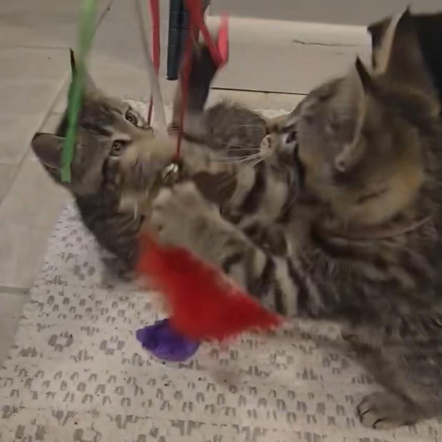 Sycamore thumbnail 5