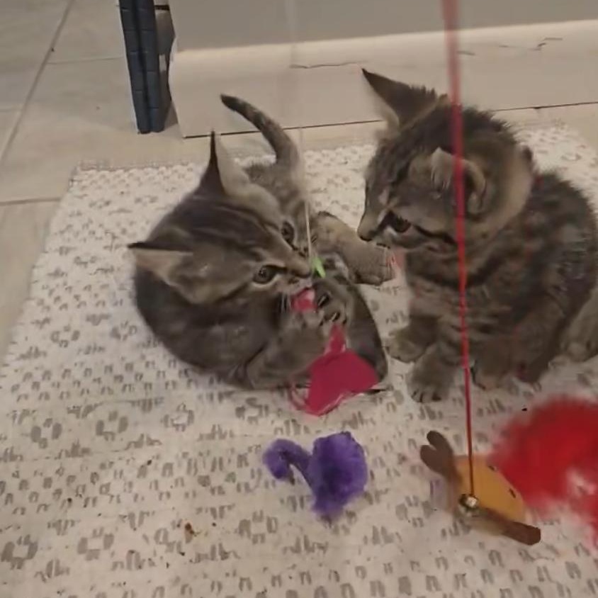 Sycamore thumbnail 6