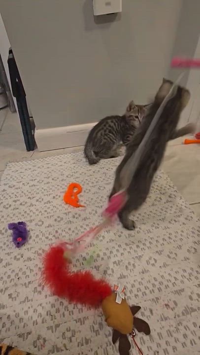 Enlarge Sycamore, a Adoptable mixed breed in North Kingstown, RI video 6/6