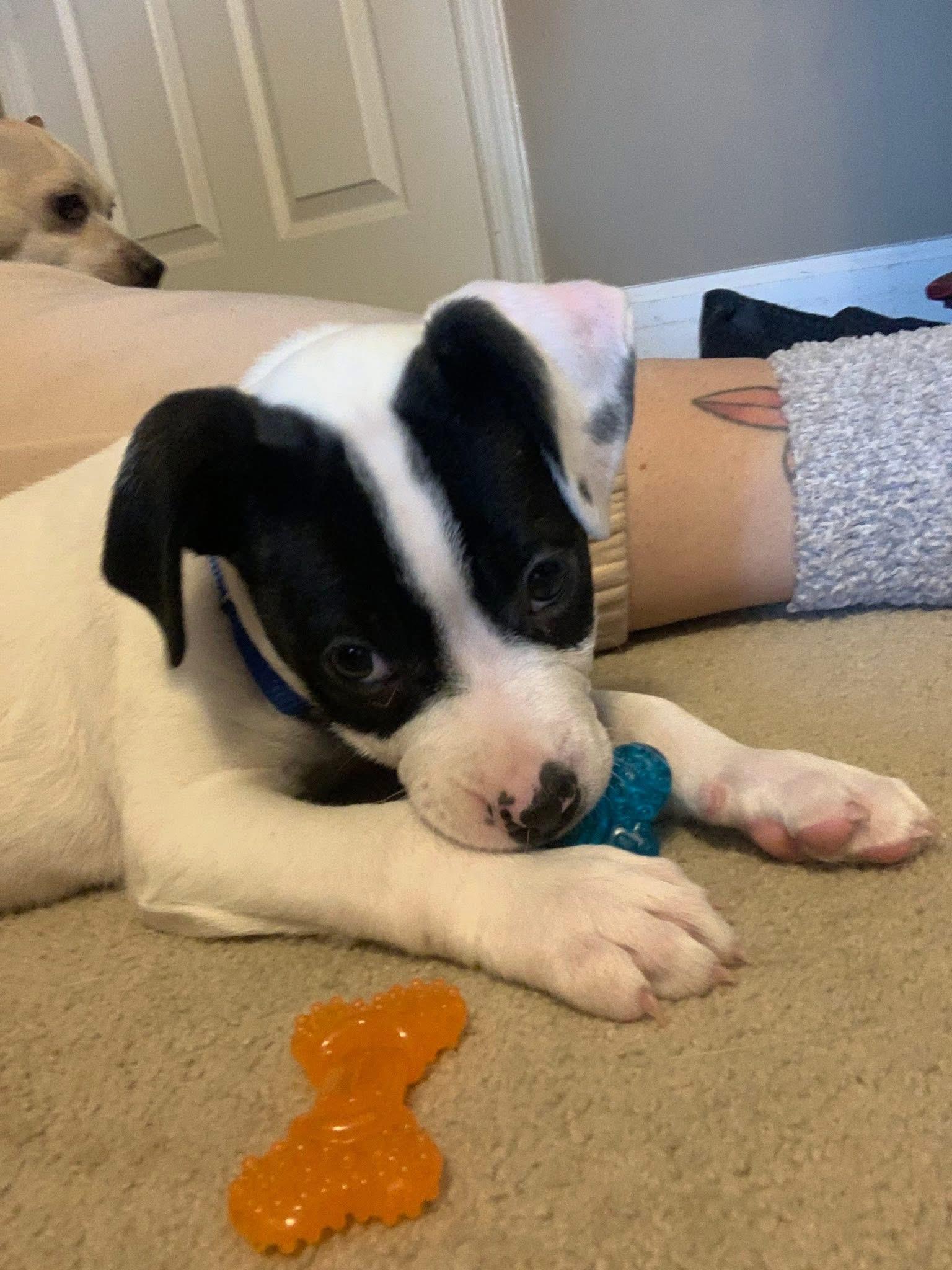 Cadeau , adopted, Puppy Male Mixed Breed.