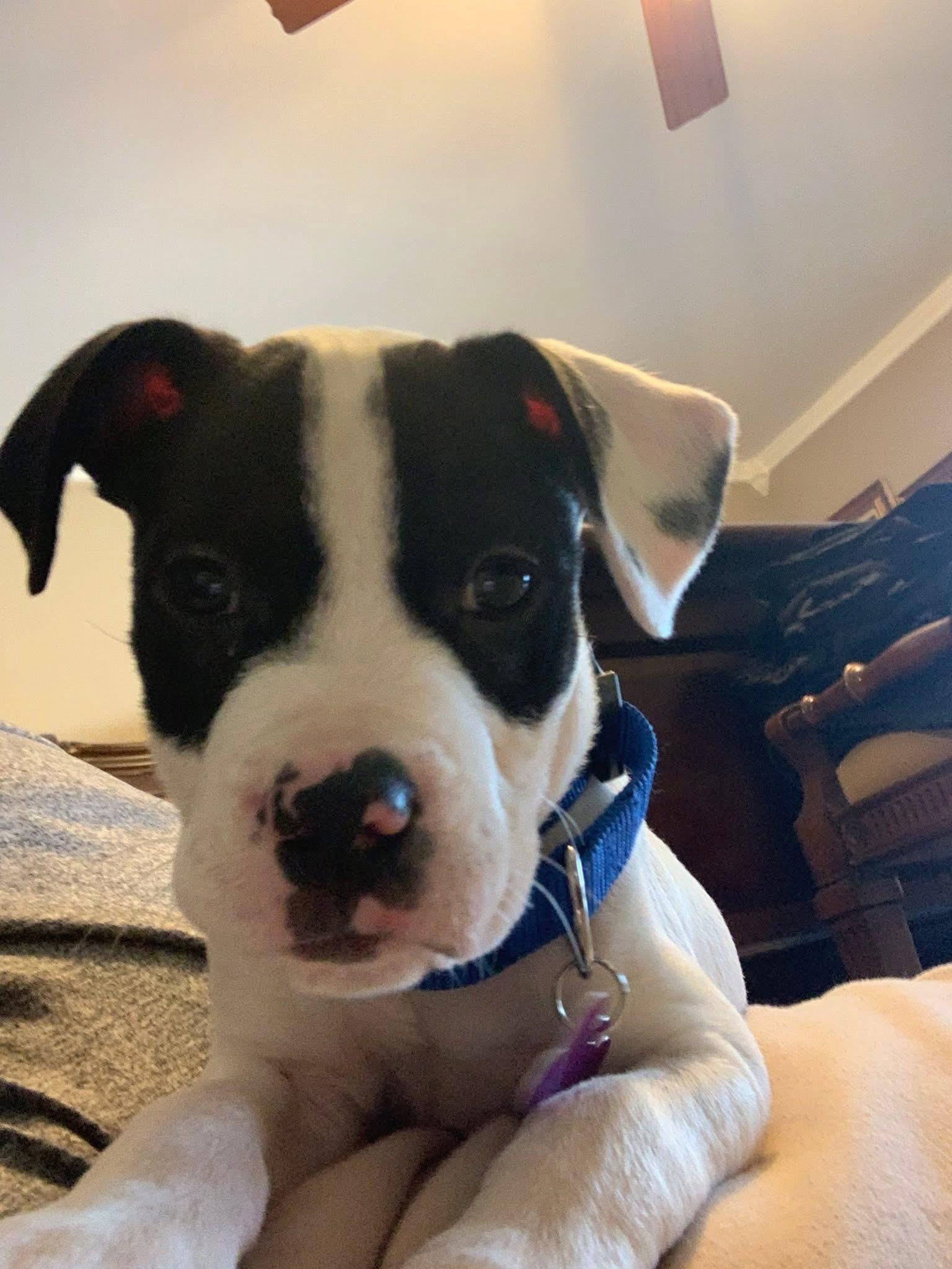 Enlarge Cadeau , an adopted mixed breed in Succasunna, NJ image 3/3