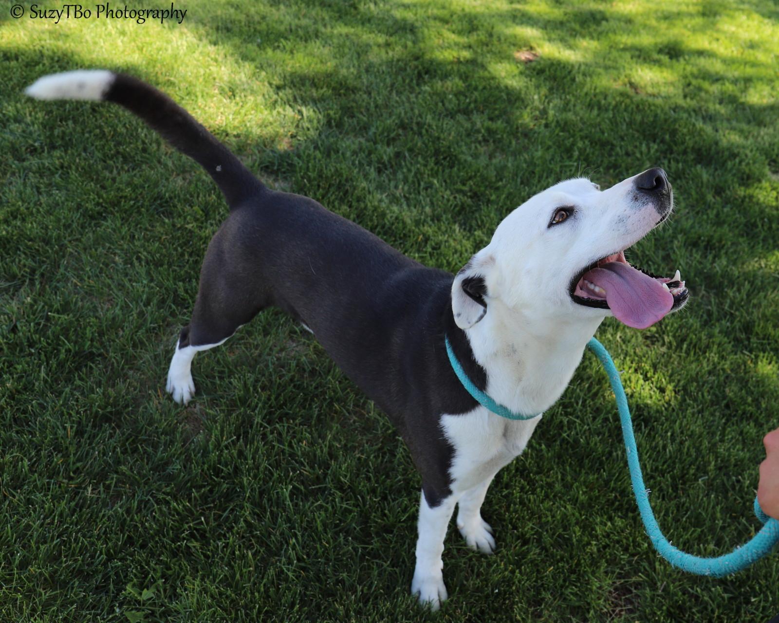 Jaco, Adoptable, Adult Male Pit Bull Terrier.