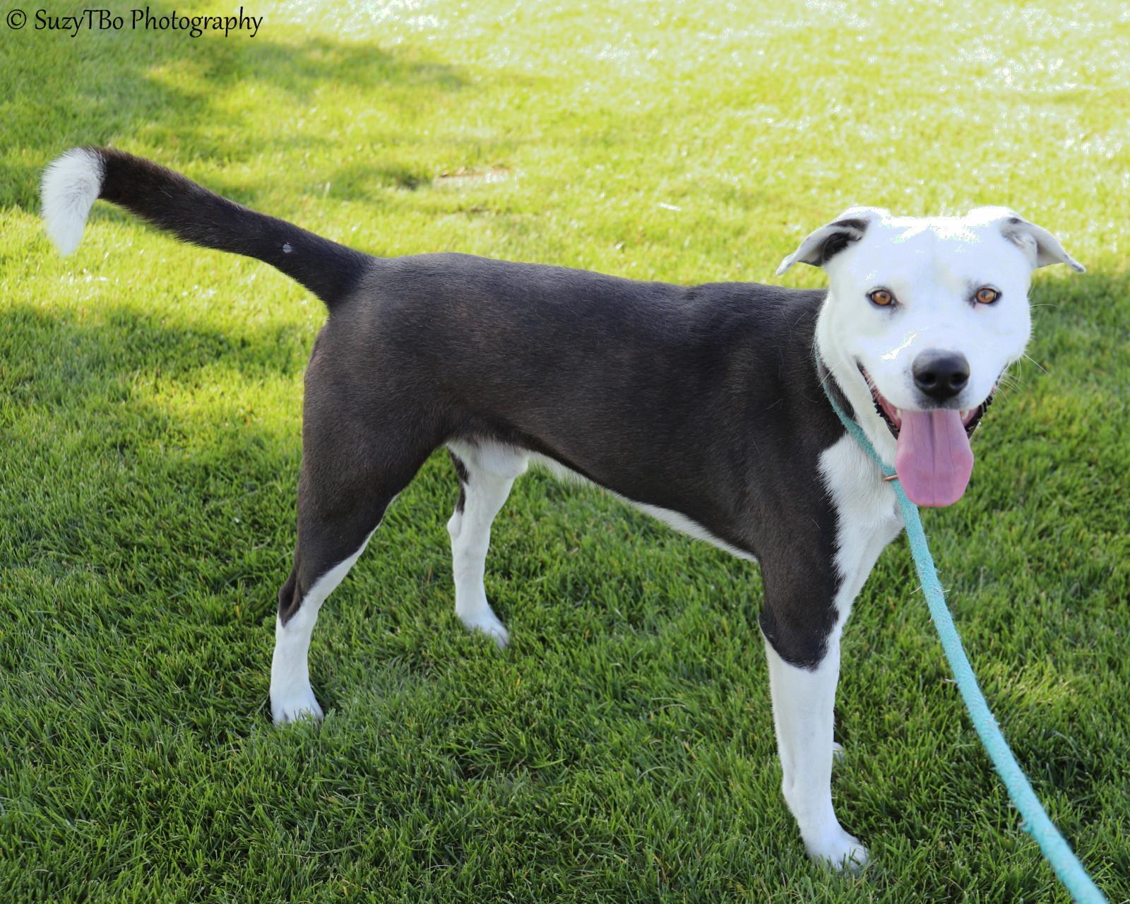 Jaco, a Adoptable mixed breed in Montrose, CO image 2/3