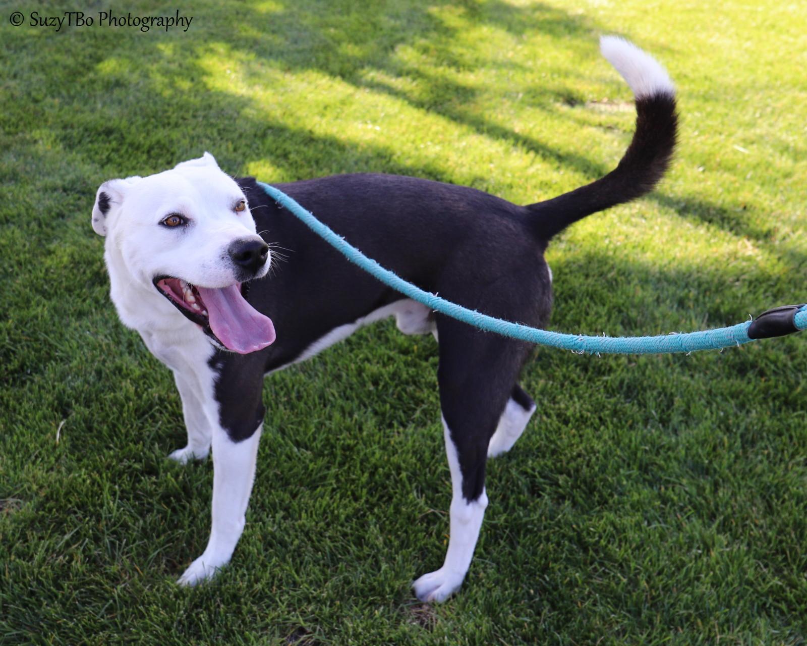 Jaco, a Adoptable mixed breed in Montrose, CO image 3/3