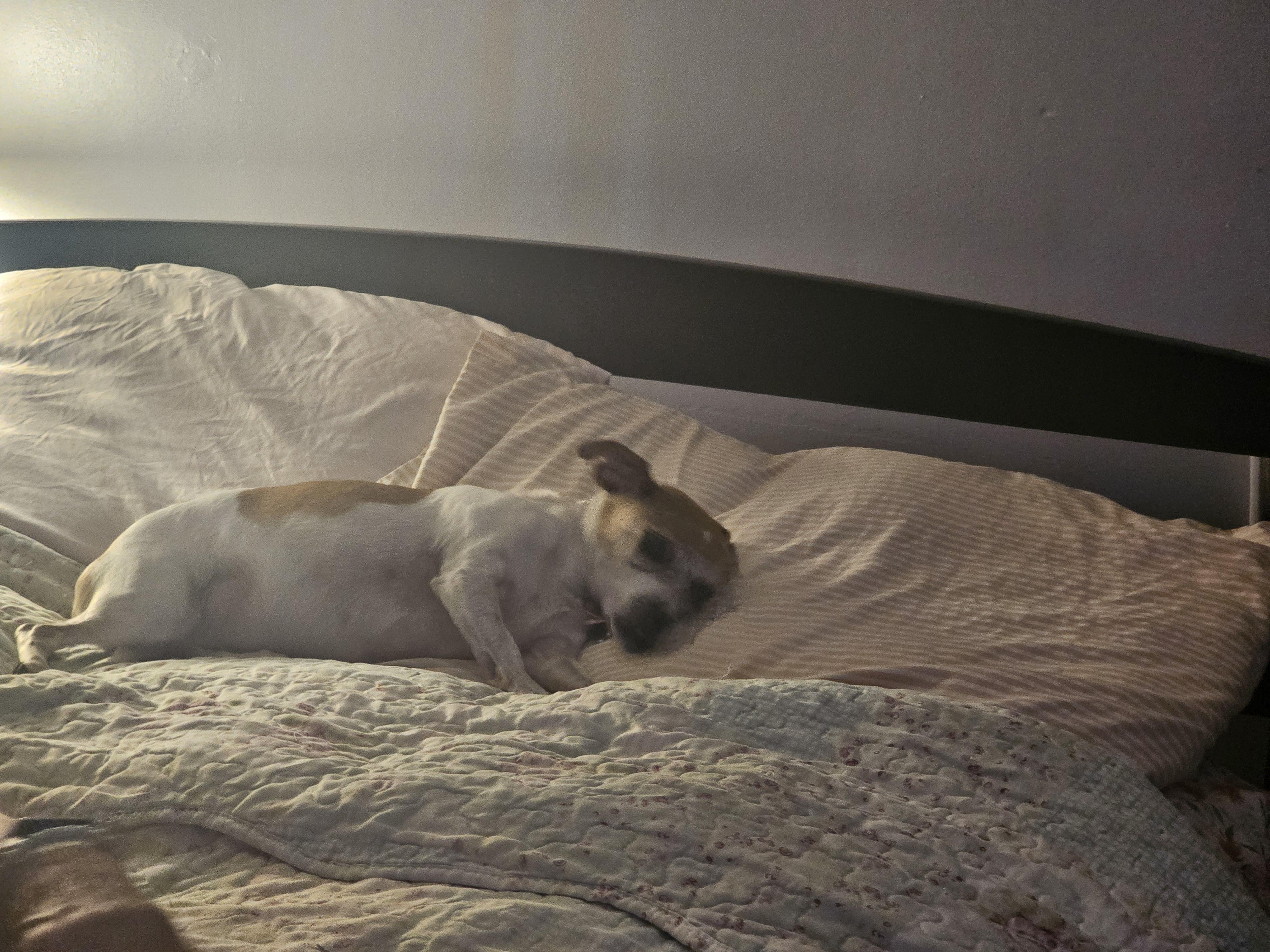 Diamond, an adopted mixed breed in Groton, CT image 3/3